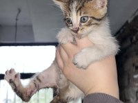 KEDİLERE ACİL YUVA ARANIYOR