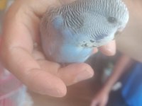 Jumbo muhabbet kuşu yavrular