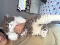 British longhair be color yavru dişi