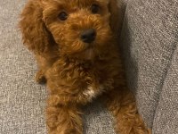 Son kalan poodle kızım yuvasını arıyor