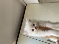 British Longhair Pofuduk Yavrular Teslime Hazır