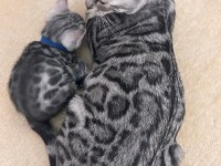 Elite Silver Bengal Kedisi Kitten Ozy