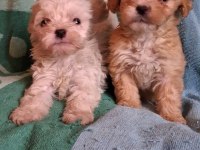 Maltipoo Yavrularımız