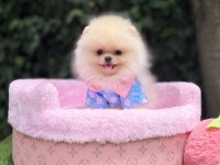 Orjinal ayı surat Pomeranian 