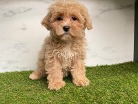 F2 MALTİPOO YAVRULARI