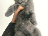 2 Aylık Gri British Shorthair
