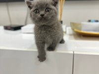 British shorthair yavrular