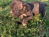 18 Nisan doğumlu french bulldog