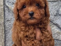 TOYPOODLE YAVRULARIMIZ 