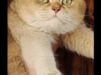 By11 çikolata golden erkek british shorthair