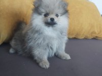 Pomeranian boo erkek köpeğimiz