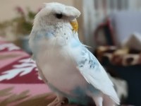 Yetişen alıyor kuşları