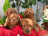 Yeni Yuvası İçin Hazır Kore Kan Poodle Bebekler