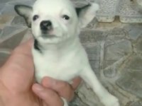 Irk ve sağlık garantili chihuahua yavrular