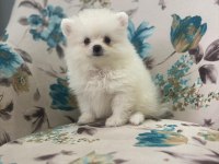 Sevimli Pomeranian Köpekler