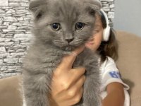 2 aylık Scottish Fold yavru kedimiz