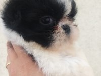 Kalite ve özeli isteyenlere shih tzu