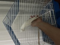 Evcil Ele Gelen Albino Sultan Papağanı