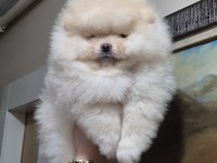 Üst kalite sıfır burun orijinal ırk pomeranian boo