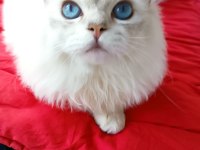 British longhair 8 aylık