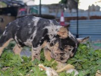 Süper kan Blue Merle - Merle tan french bulldog yavruları