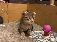 Scottish fold anneden 4 erkek bebek