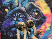 DİŞİ ERKEK PUG MOPS YAVRULARIMIZ