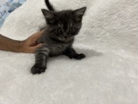 Koyu kahve british shorthair yavru
