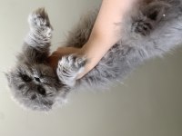 Sıfır burun sıfır kulak scottish fold