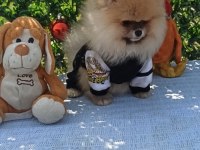 Orijinal pomeranian Boo