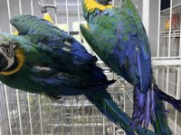 Orman bakanlığı belgeli yavru harligold macaw papağanı
