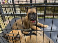 Belçika Kurdu Malinois