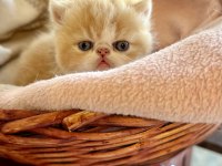 Şampiyon Babadan Exotic Shorthair Garfield Yavrularım