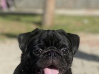 Ücretsiz sahiplendirme siyah pug