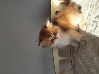 Şecereli safkan golden longhair british yavru dişi erkek