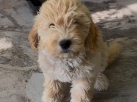 2,5 Aylık Maltipoo Aşıları Tam
