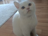 British shorthair kedim sahiplendirilecektir