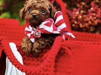 Toy Poodle Kore Ultra Minik Yavrularımız