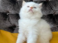 BRİTİSH SHORTHAİR YAVRULARI