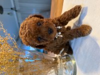 Toy poodle köpekler