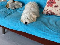 Acil Ömürlük Yuva Ücretsiz Sahiplendirme köpeğimiz
