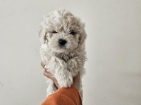 Maltese terrier yavru köpeklerimiz