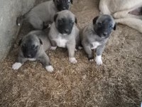 Sivasdan has kangal yavruları