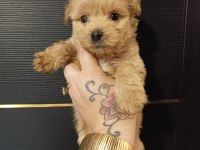 Maltipoo yavrular