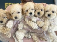 shoooowwww kalite maltipoo yavrular ankara mağazamızda 