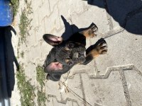 Egzotik anatomi harikası Black Tan french bulldog