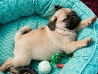 A+ PugMops Bebekler Renk Ve Anatomi Harikası