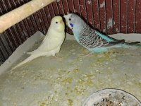 Satılık muhabbet kuşu takımlarımız