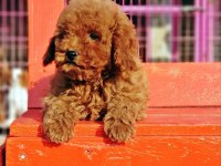 Poodle en özel yavrular