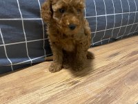 Uygun puan poodle yavrularımız